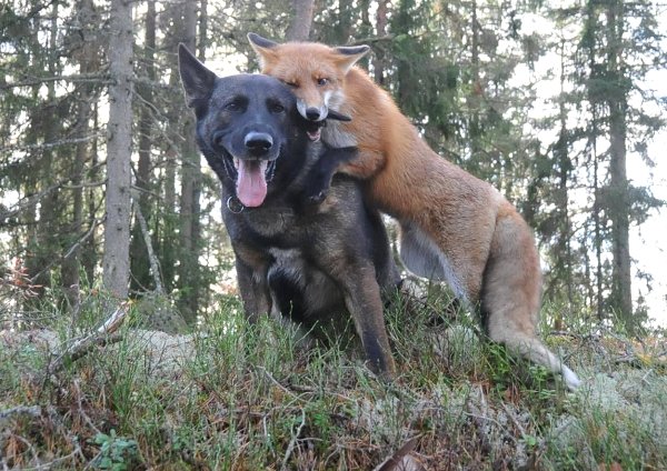 fox and dog friends